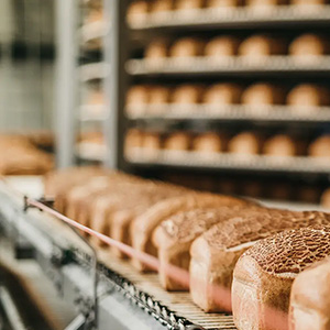 Loaves moving along a bakery conveyor.