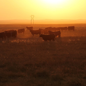 A farm field with cows at sunset.