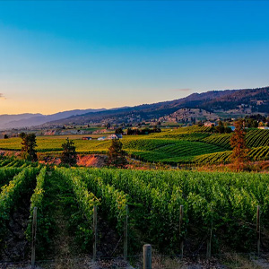 View of an orchard in BC.
