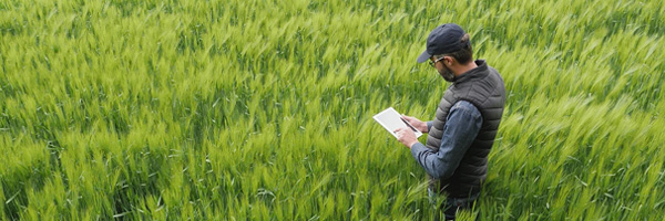 Farmer reading a document while standing in a field.