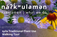 Syilx Traditional plant tour