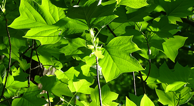 Tulip tree branches bearing dozens of mature, green six-pointed leaves reflecting golden light.