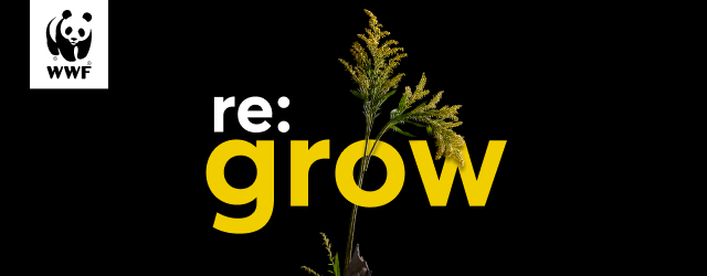 Yellow flowers grow through the letters of the word “re:grow” against a dark background with the WWF panda logo at top left.