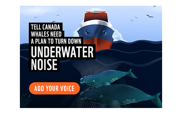 An illustrated image of a large ship moving towards two underwater species. The headline reads ‘tell Canada whales need  a plan to turn down underwater noise.’ A button ‘add your voice’ encourages the viewer to take action for the cause.