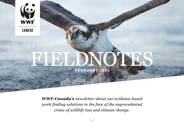 Fieldnotes Issue number 57 - WWF-Canada's newsletter about our evidence-based work finding solutions in the face of the unprecedented crises of wildlife loss and climate change.