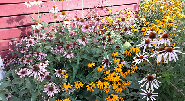 A section of garden full of blooming purple and yellow flowers.