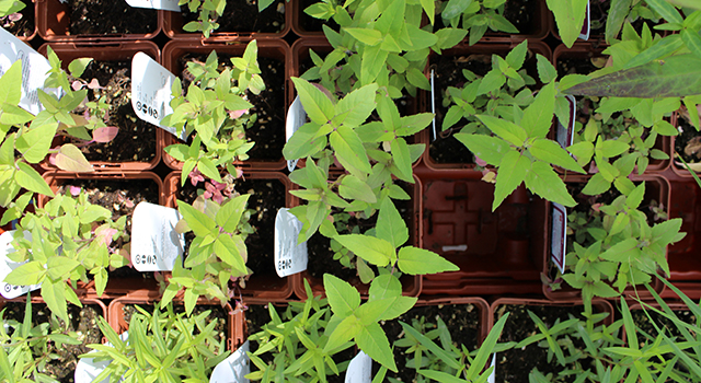 Twenty young native plants of several species in square-shaped pots viewed from above.