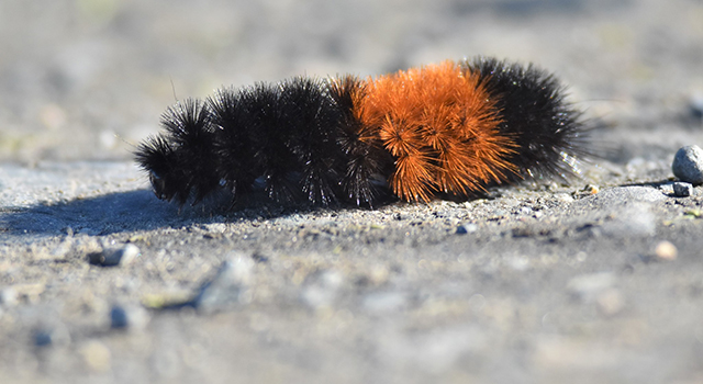 A fuzzy caterpillar with black hairs at each end and a band of orange hairs around its middle walks across a concrete surface.
