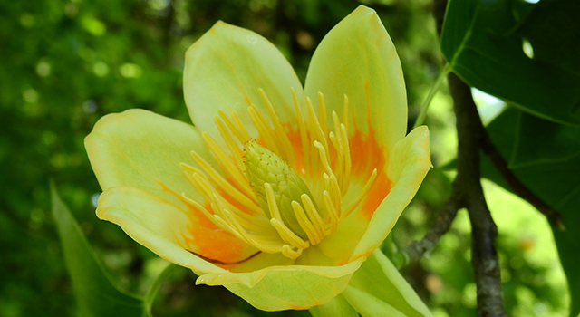 Close-up of large yellow and orange six-petalled flower resembling a tulip flower.