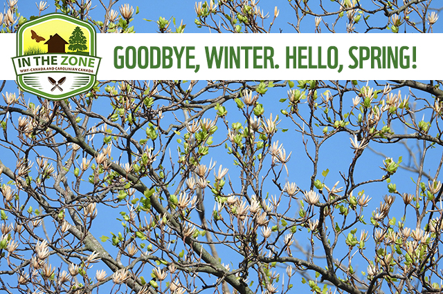 In The Zone Gardens. Image of tulip tree branches against a clear sky, showing new leaves starting to form and remnants of last year’s fruits.