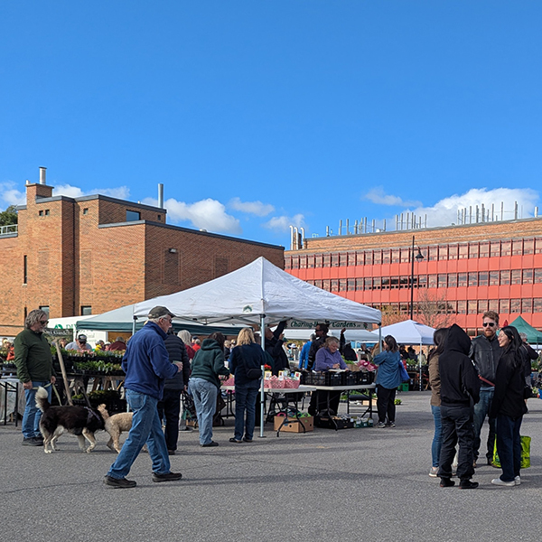 A crowd of people with shopping baskets and dogs chatting and browsing tables of plants in a sunny parking lot.